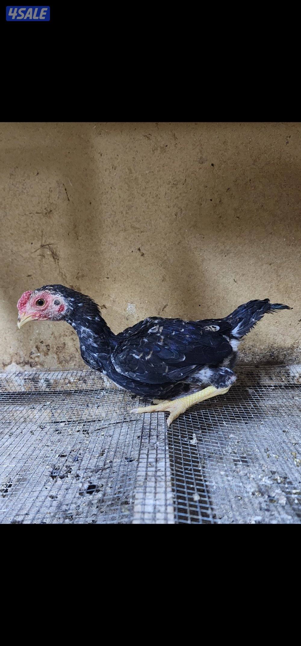 زاحف .. كوشامو8