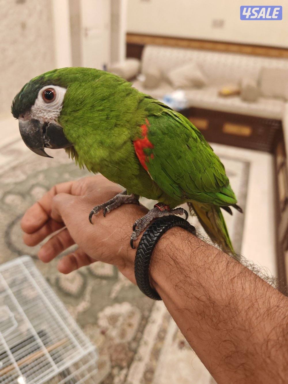 للبيع مني مكاو ربوه طيران حر0