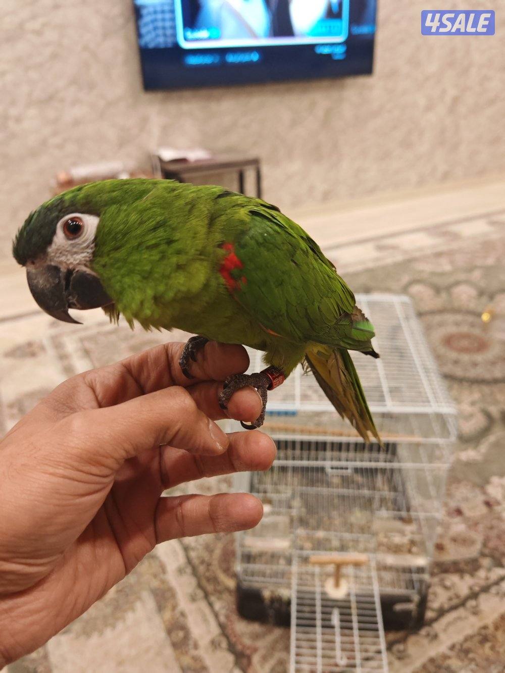 للبيع مني مكاو ربوه طيران حر1