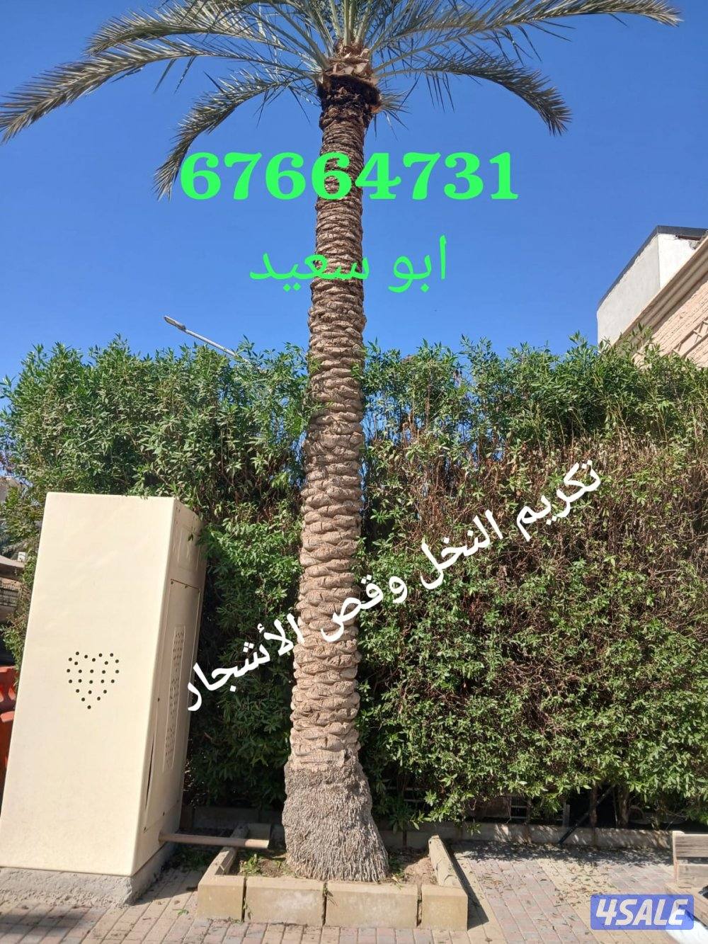 تكريم نخل بلدي تكريم نخل واشطونيا قص أشجار دقه في العمل سرعه في الإنجا0