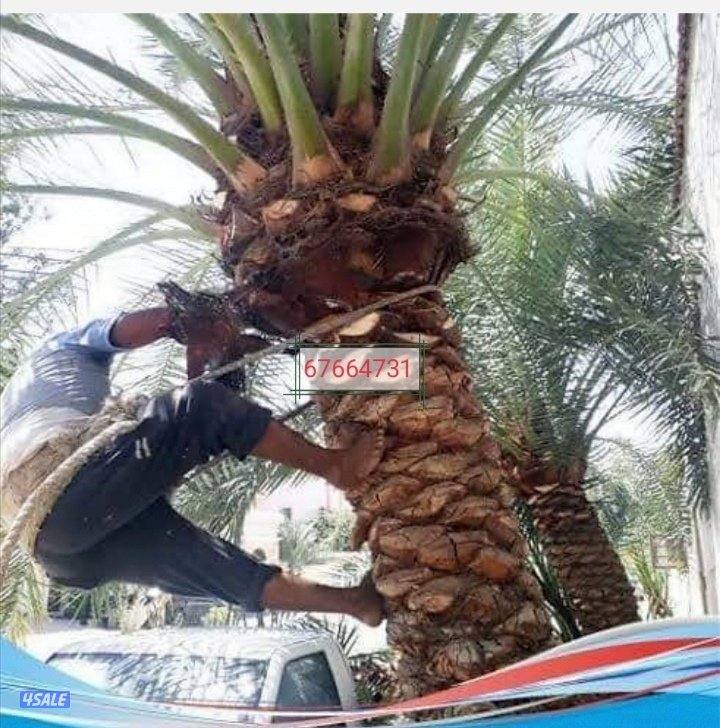 تكريم نخل بلدي تكريم نخل واشطونيا قص أشجار دقه في العمل سرعه في الإنجا1