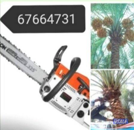 تكريم نخل بلدي تكريم نخل واشطونيا قص أشجار دقه في العمل سرعه في الإنجا3