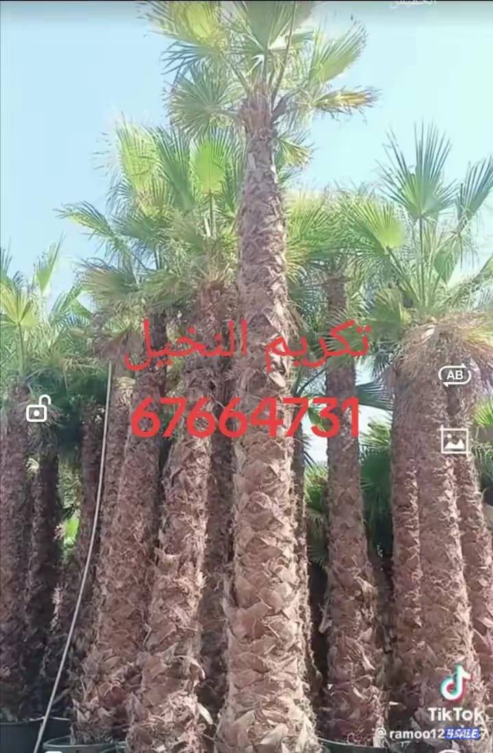 تكريم نخل بلدي تكريم نخل واشطونيا قص أشجار دقه في العمل سرعه في الإنجا2