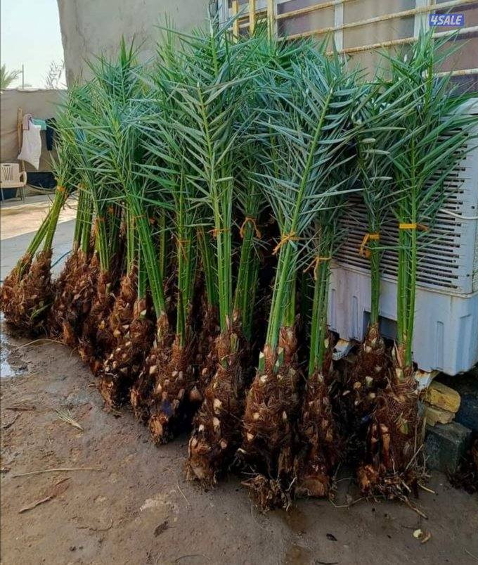 تكريم نخل بلدي تكريم نخل واشطونيا قص أشجار دقه في العمل سرعه في الإنجا4