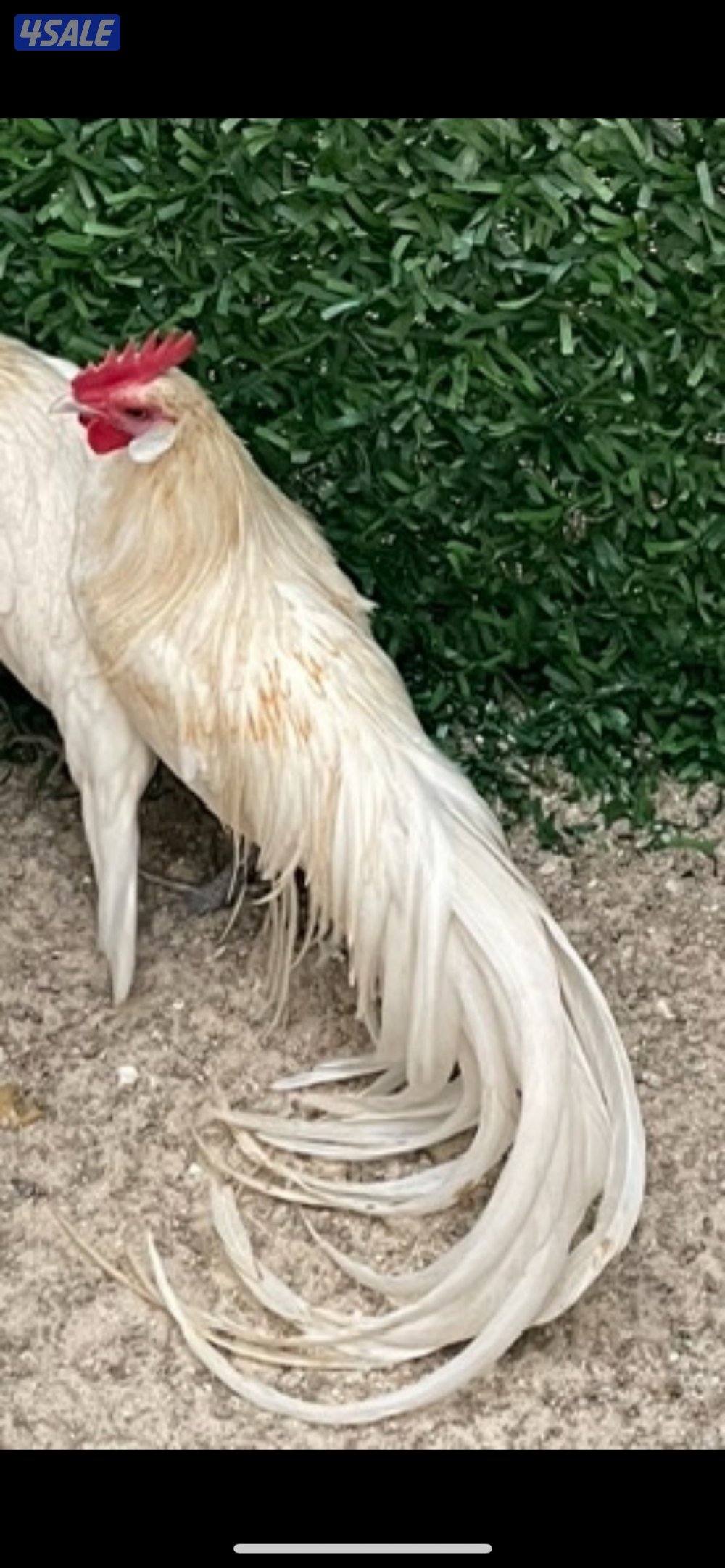 مجاميع فينكس0