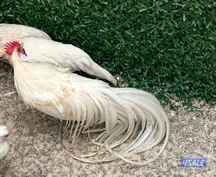 مجاميع فينكس1