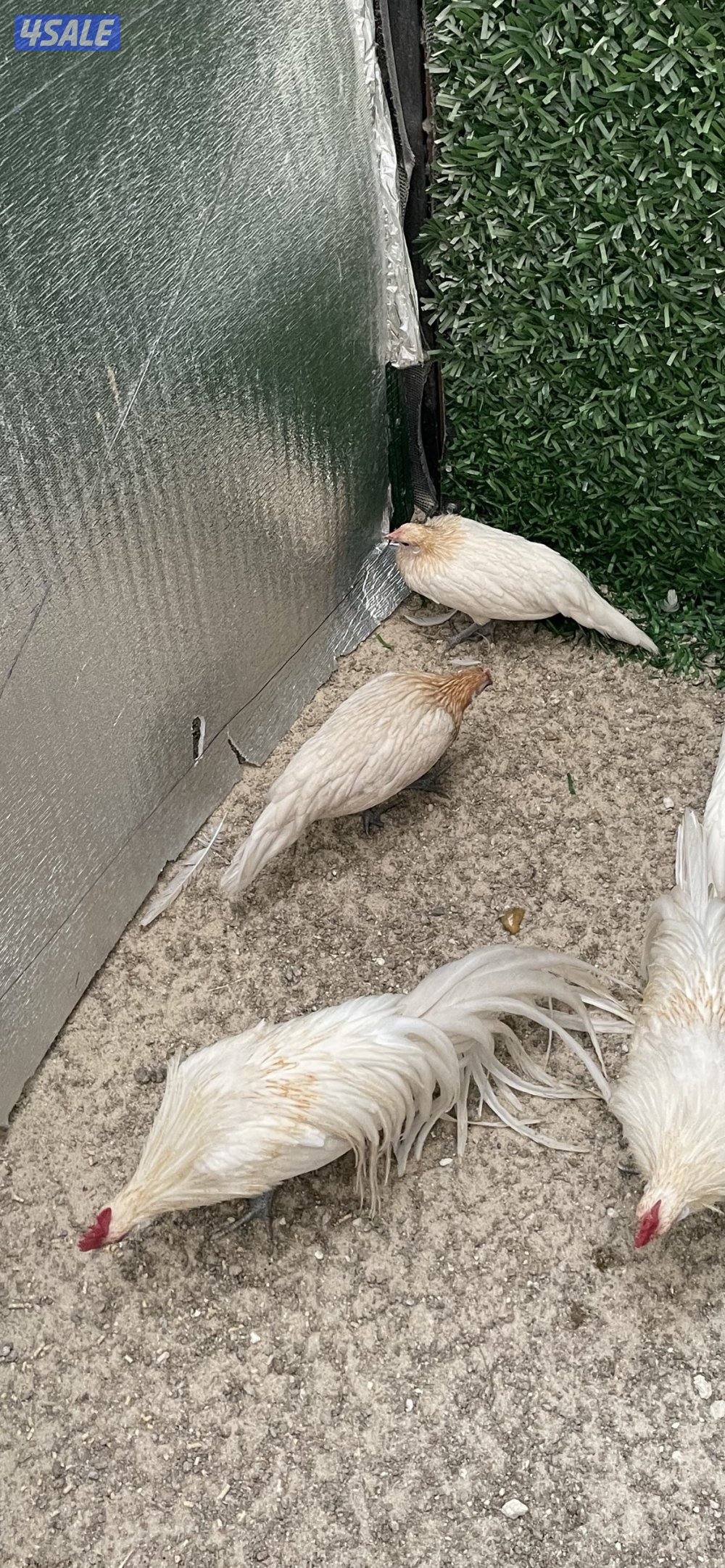 مجاميع فينكس2