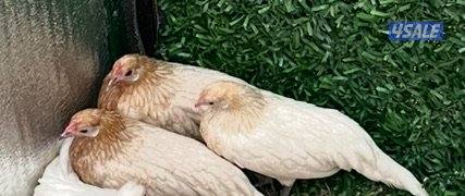 مجاميع فينكس3