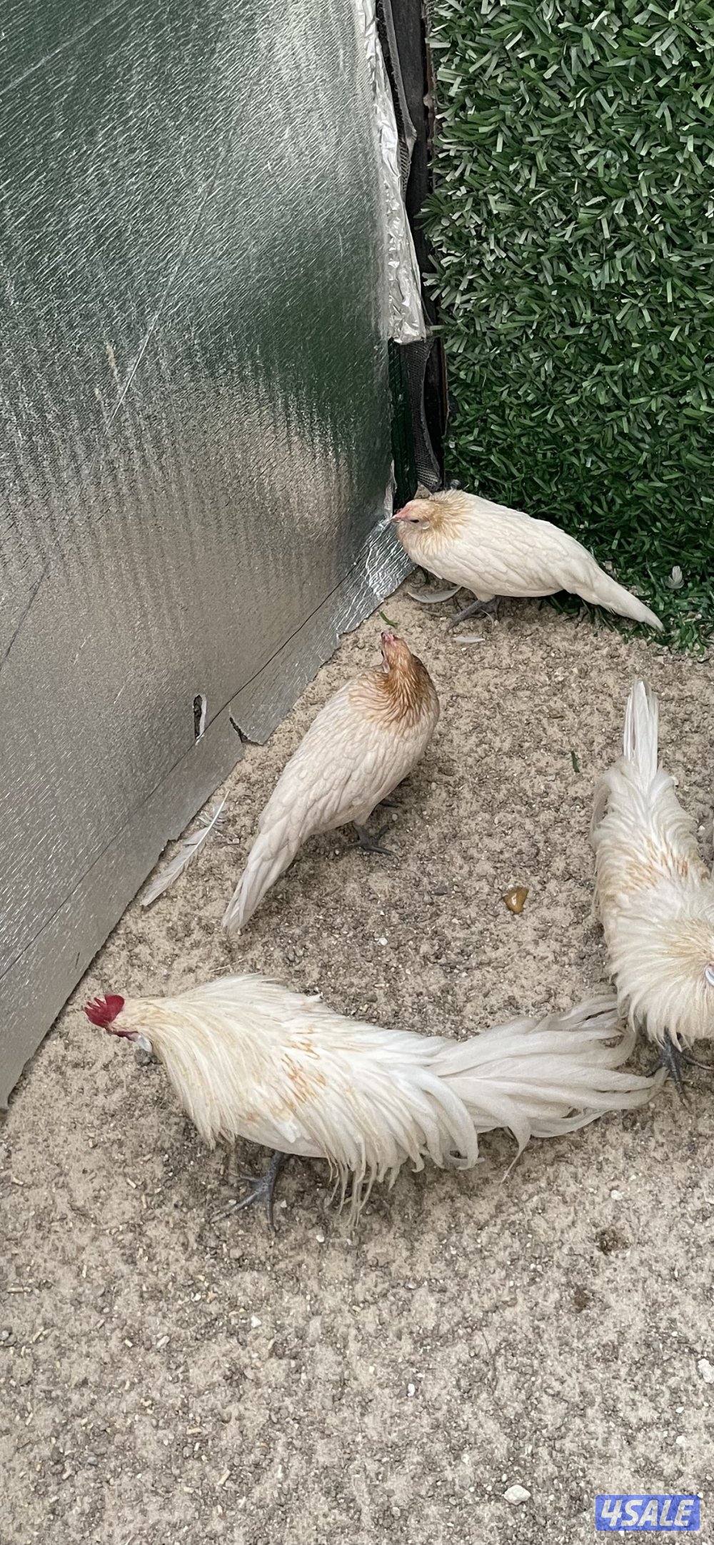 مجاميع فينكس4