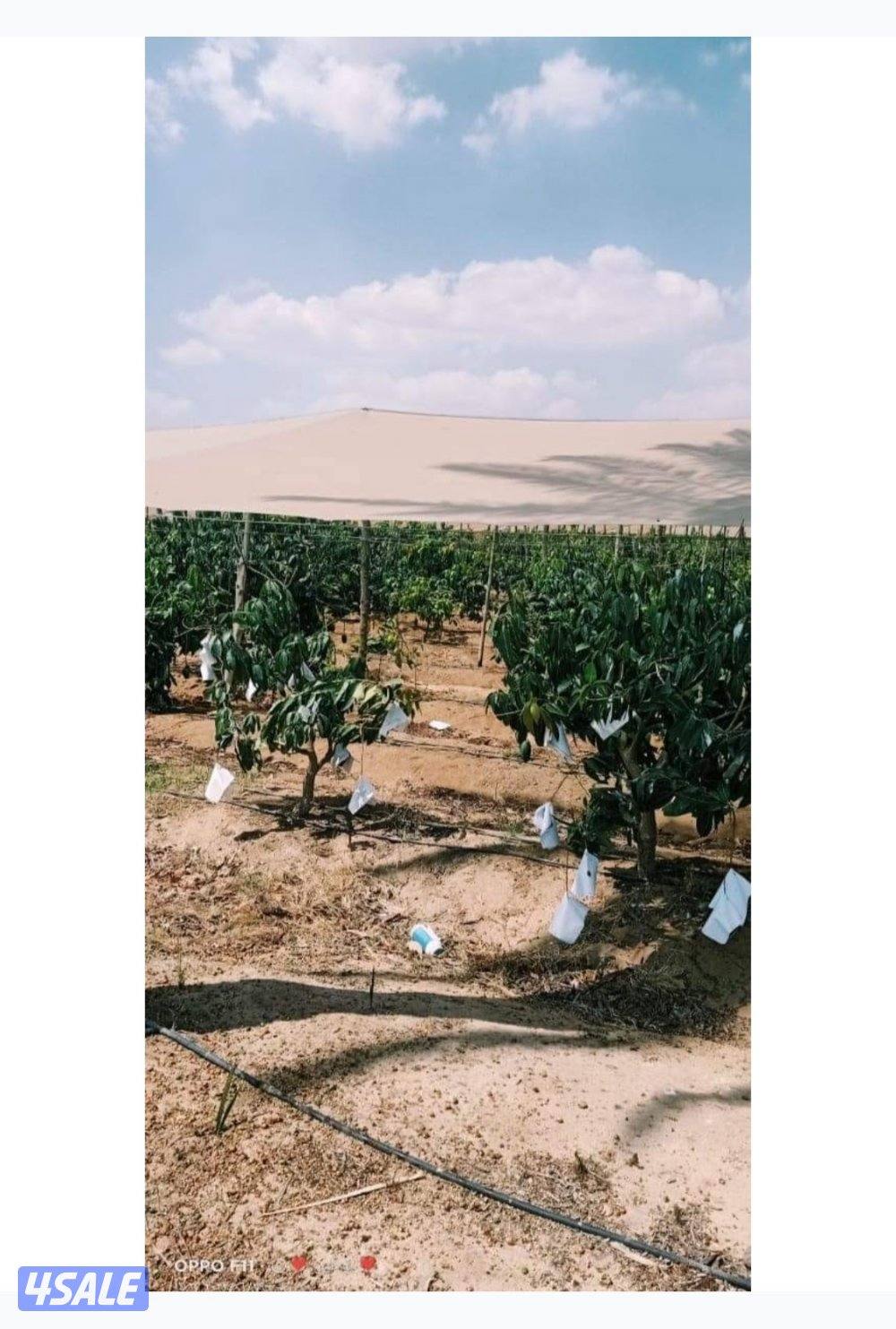 للبيع بيوت مميزة في محافظة الاحمدي0