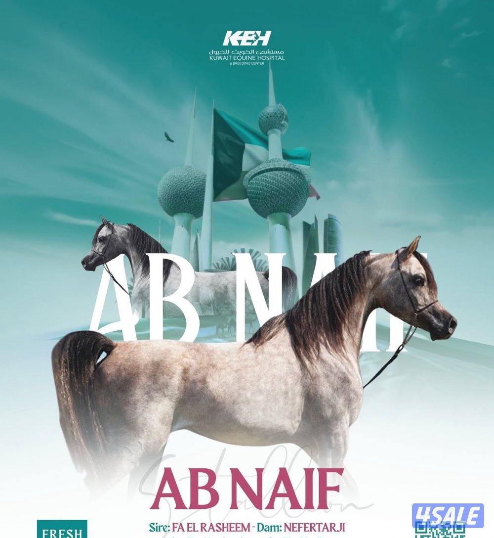 فرس العمر ٣ سنوات بنت ابي بي نايف والام بنت حبيبي شرط السلم0
