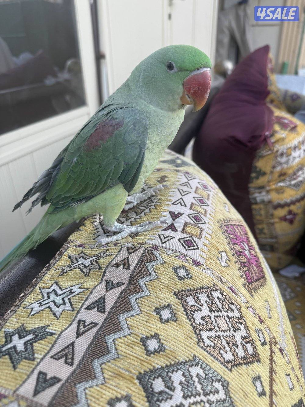 بيبي متوه نيبالي0