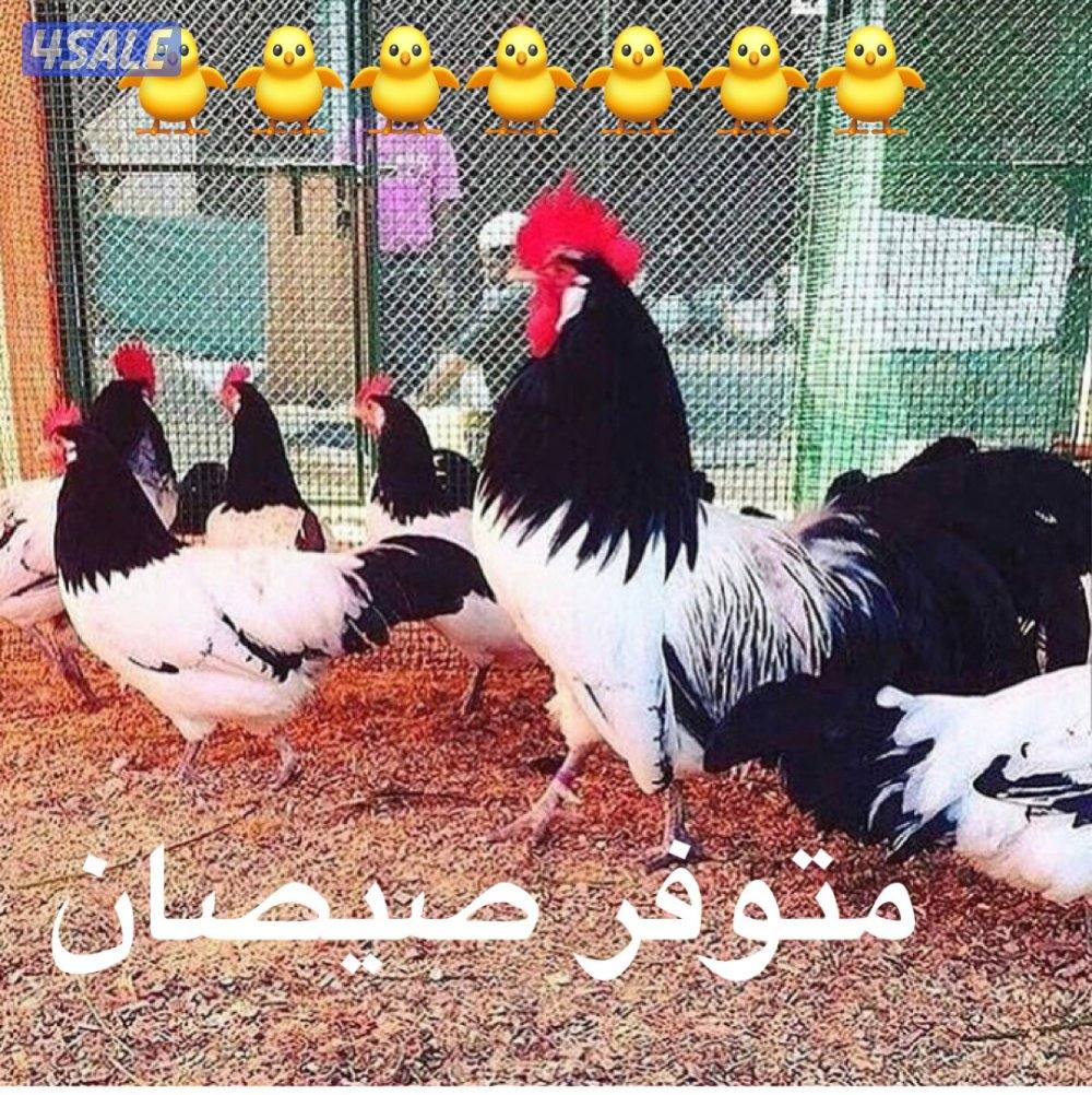 فروخ لاكن فلدر0