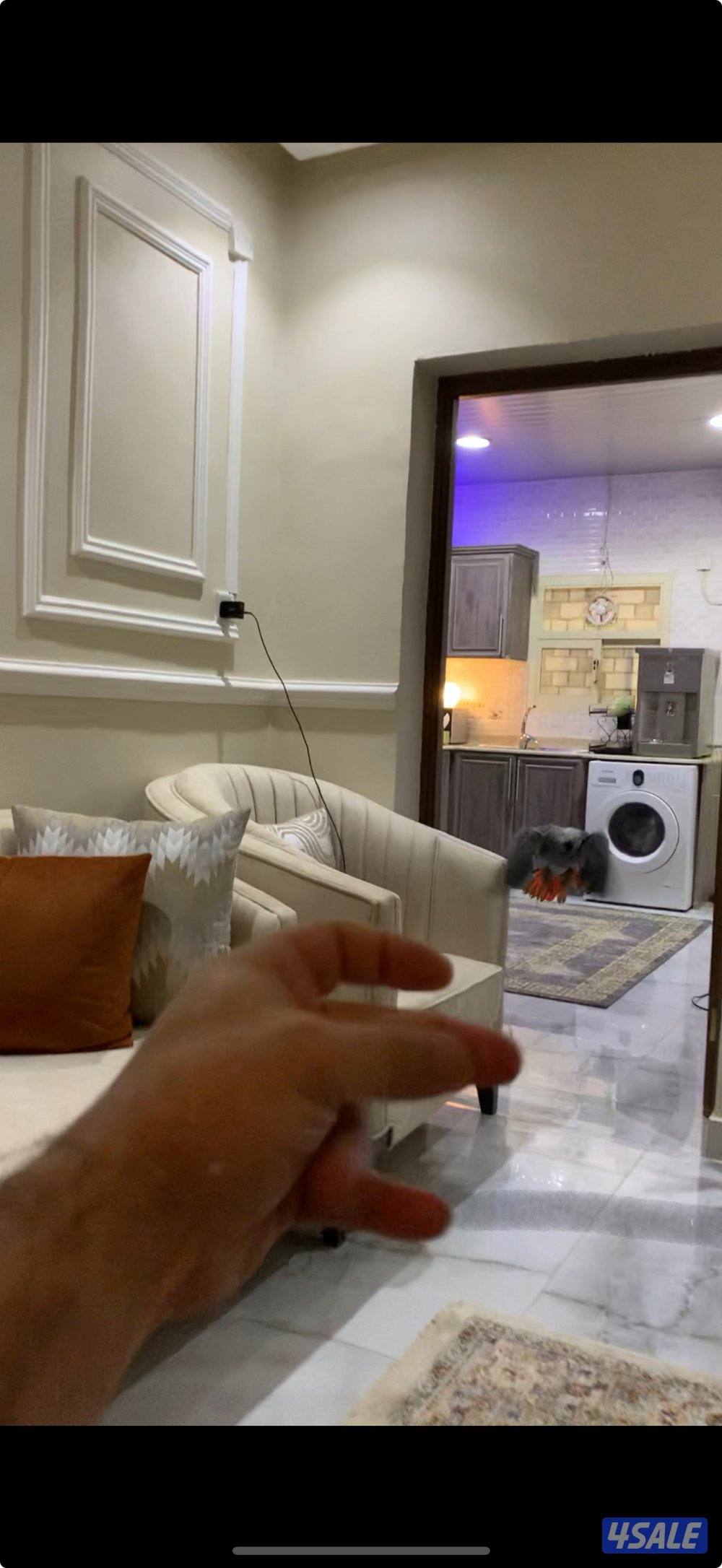 كاسكو للبيع العمر تقريبا سنه وشهرين يقول كوكو وكاسكو وجناحه كامل الصحه2