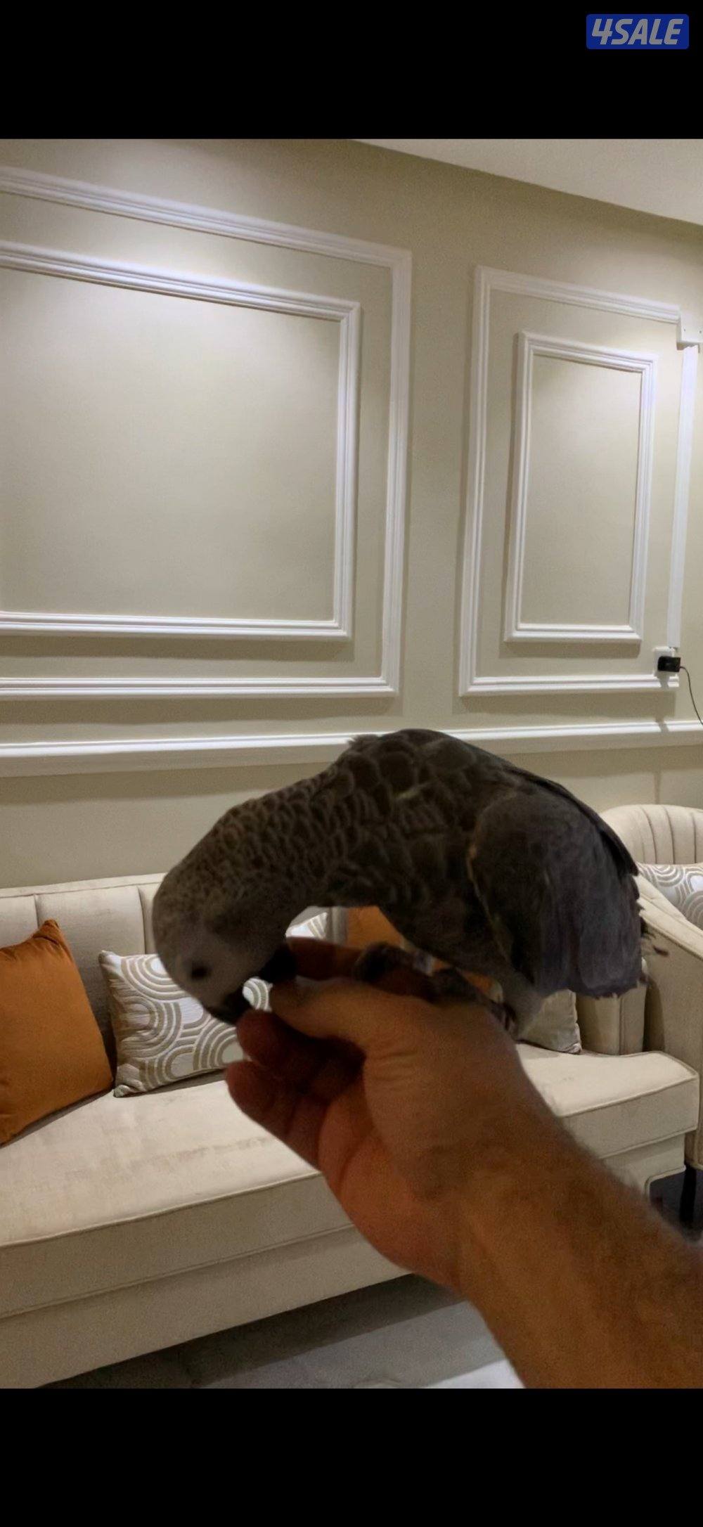 كاسكو للبيع العمر تقريبا سنه وشهرين يقول كوكو وكاسكو وجناحه كامل الصحه4