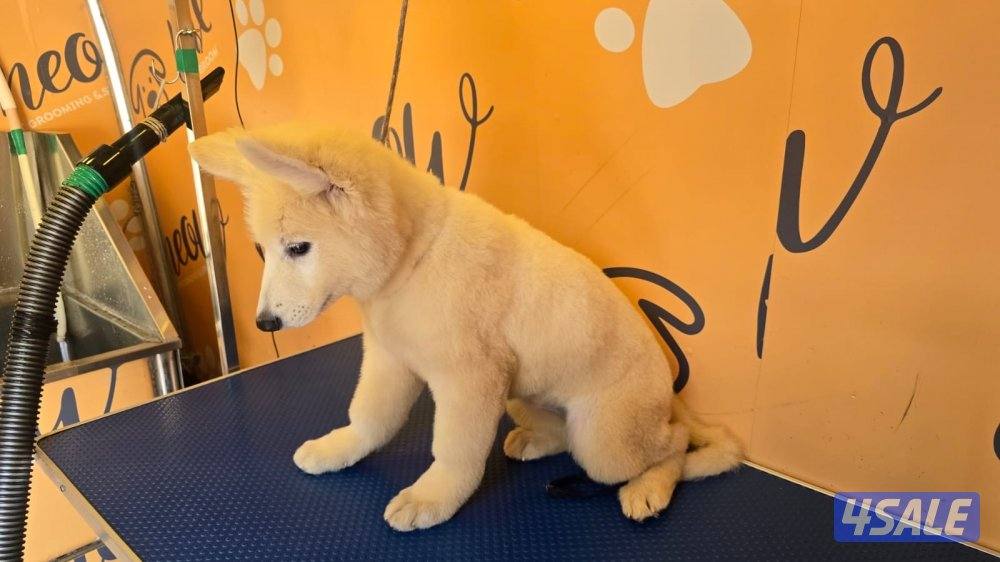 يرو جيرمن ابيض ( سويس شيبرد )1