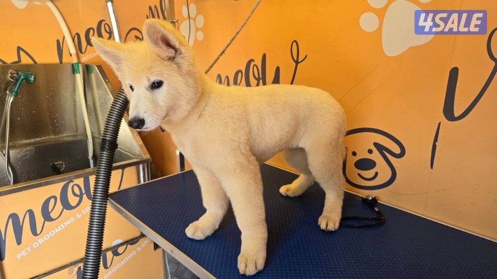 يرو جيرمن ابيض ( سويس شيبرد )2