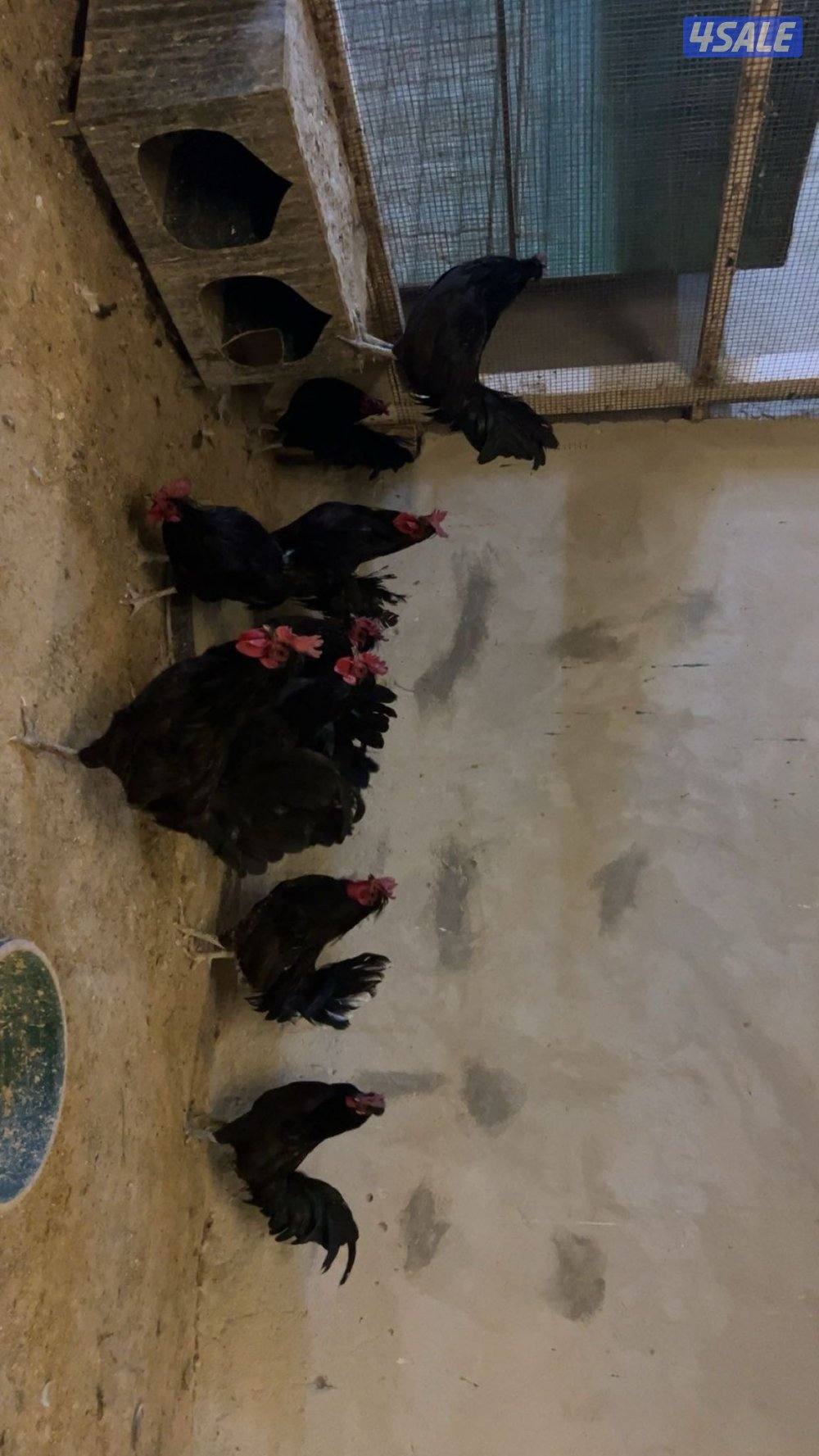 افحل عراقي اجروم طيبه0