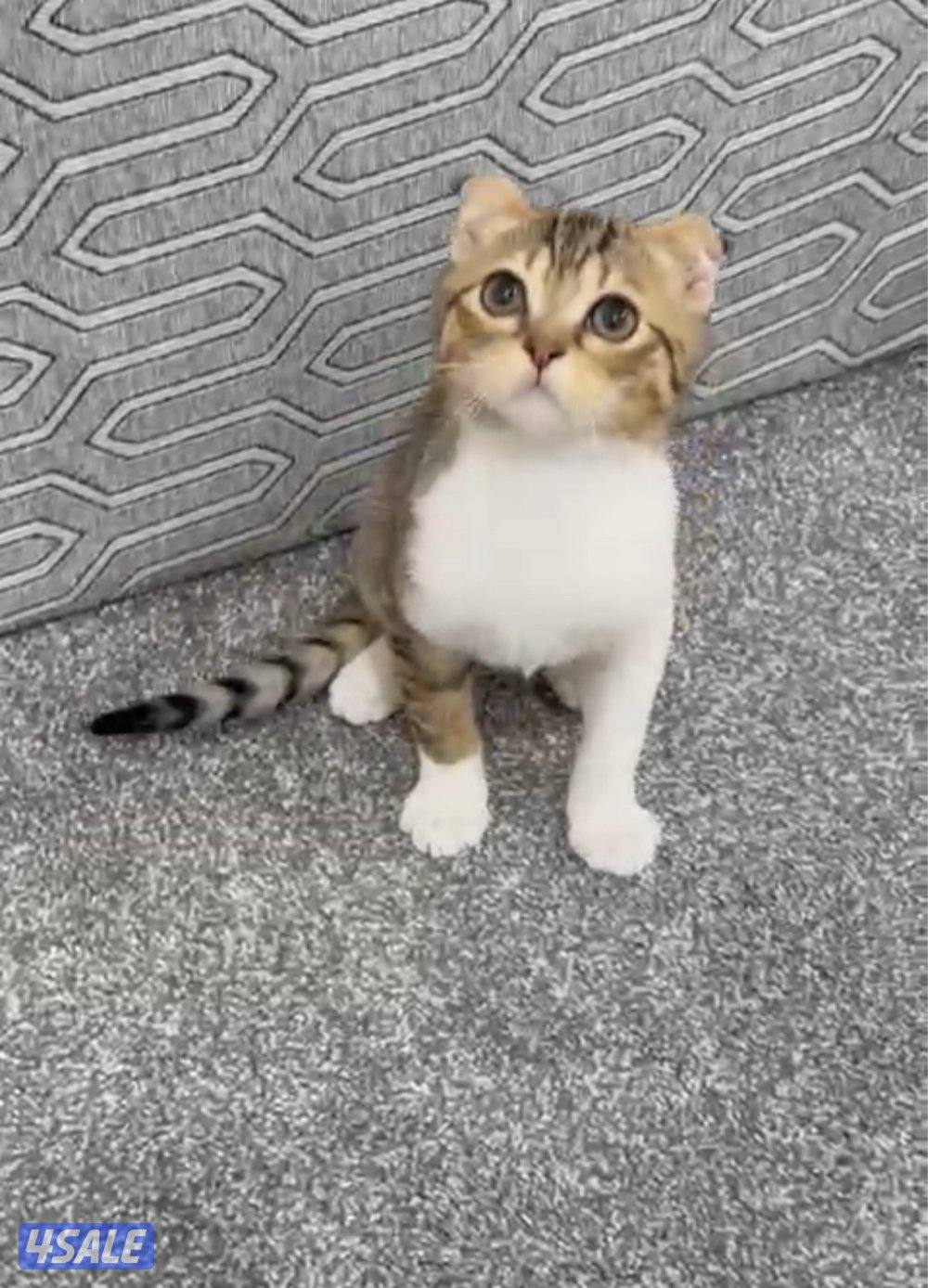 للبيع كيتن طيب4