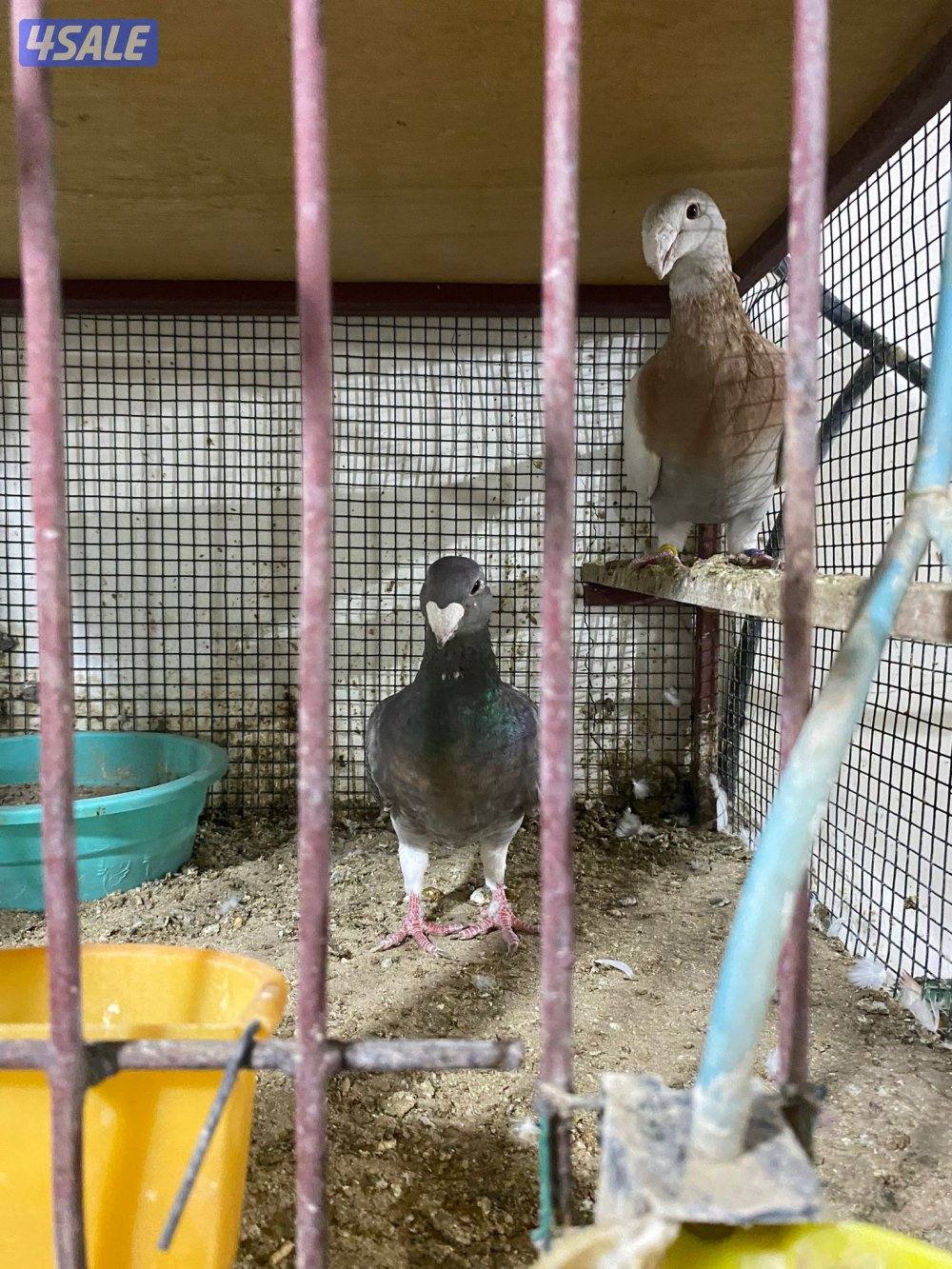 للببع زوج هومر اصفر وصخرية منتج0