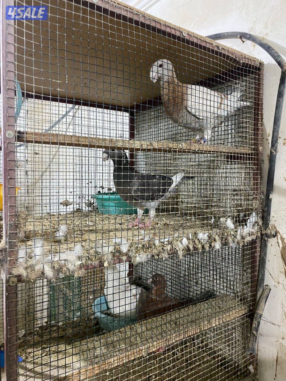 للببع زوج هومر اصفر وصخرية منتج1