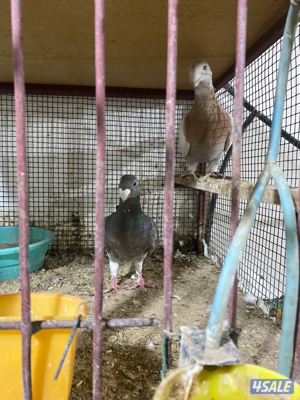 للببع زوج هومر اصفر وصخرية منتج2