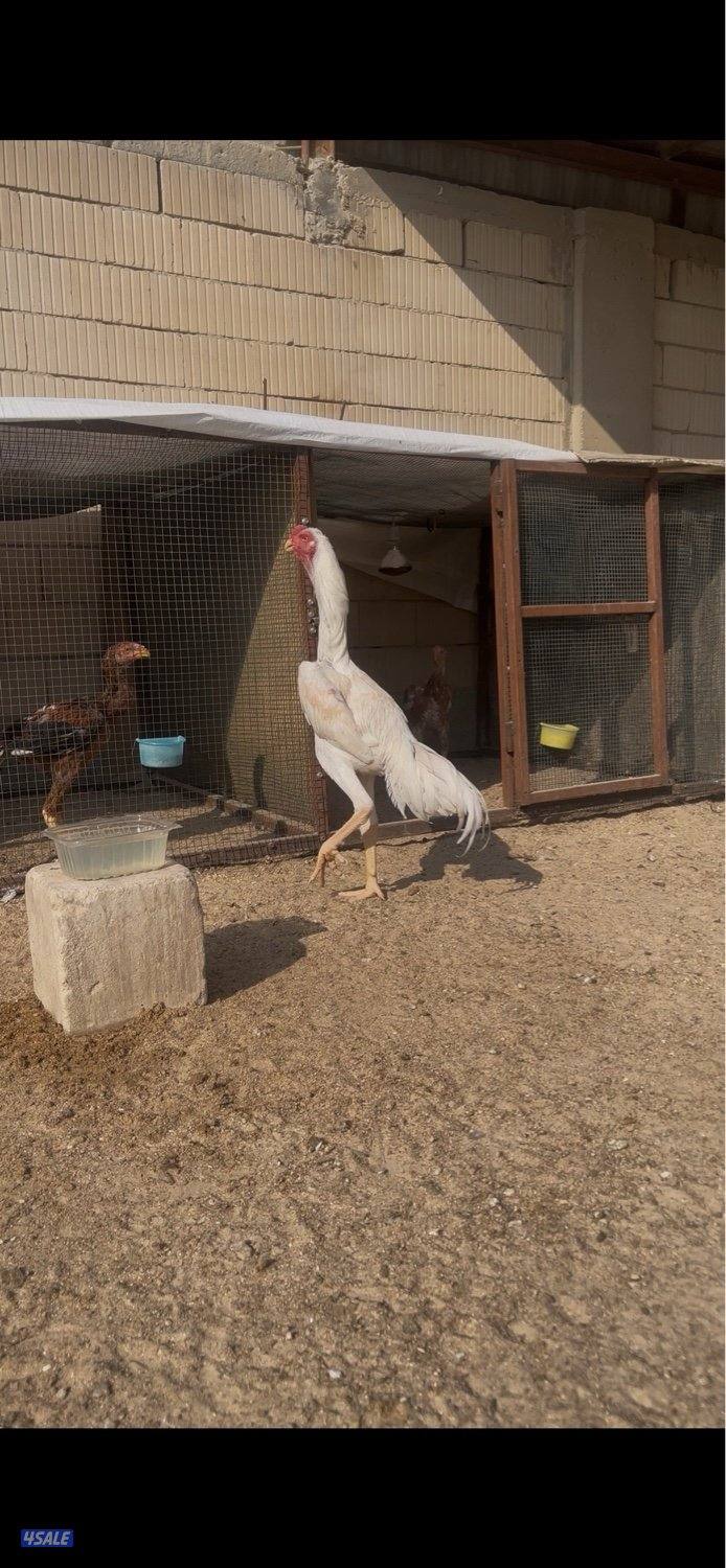 للبيع ديج هندي مستوى صعب ماشاءالله رفيع العمر 8 اشهر صحه ممتازه0