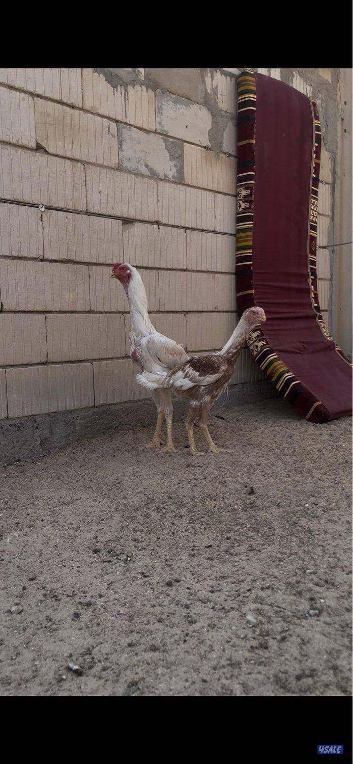 للبيع ديج هندي مستوى صعب ماشاءالله رفيع العمر 8 اشهر صحه ممتازه2