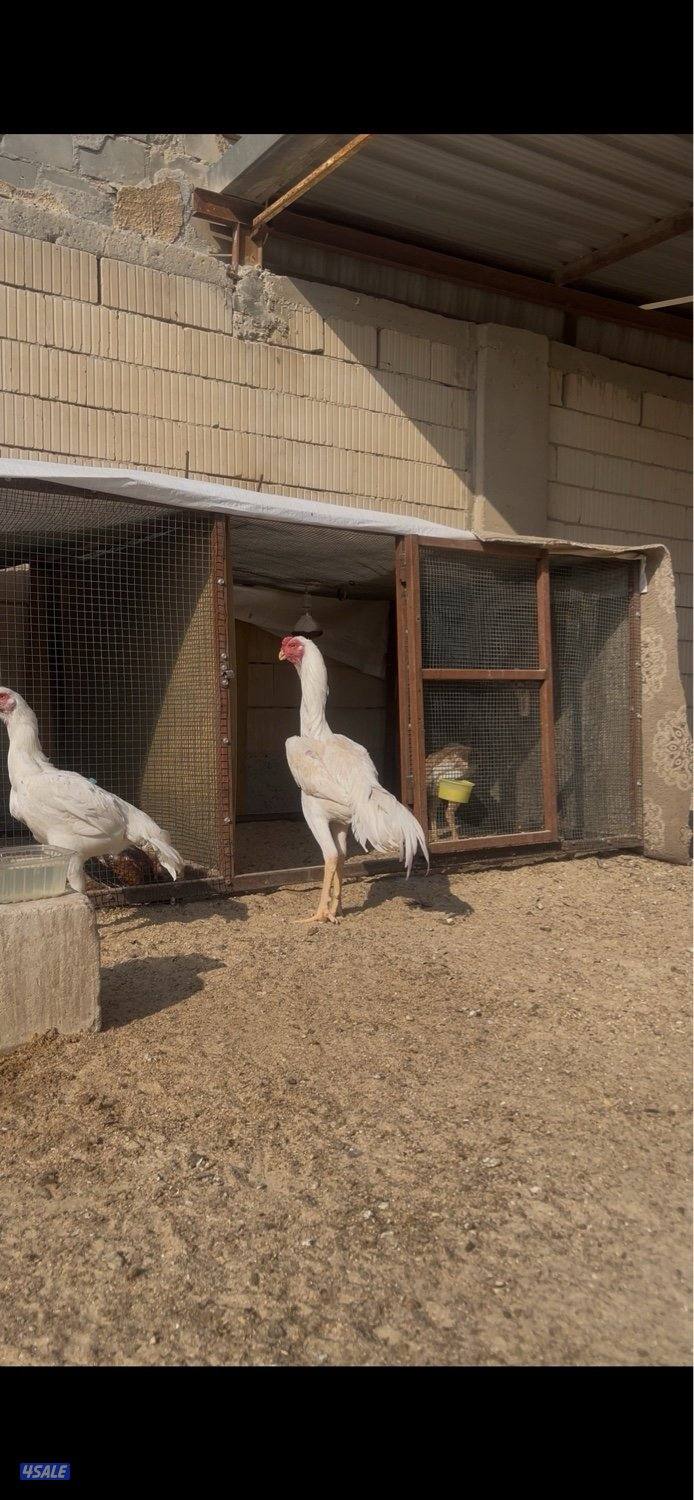 للبيع ديج هندي مستوى صعب ماشاءالله رفيع العمر 8 اشهر صحه ممتازه1