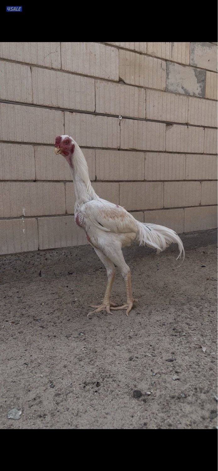 للبيع ديج هندي مستوى صعب ماشاءالله رفيع العمر 8 اشهر صحه ممتازه3