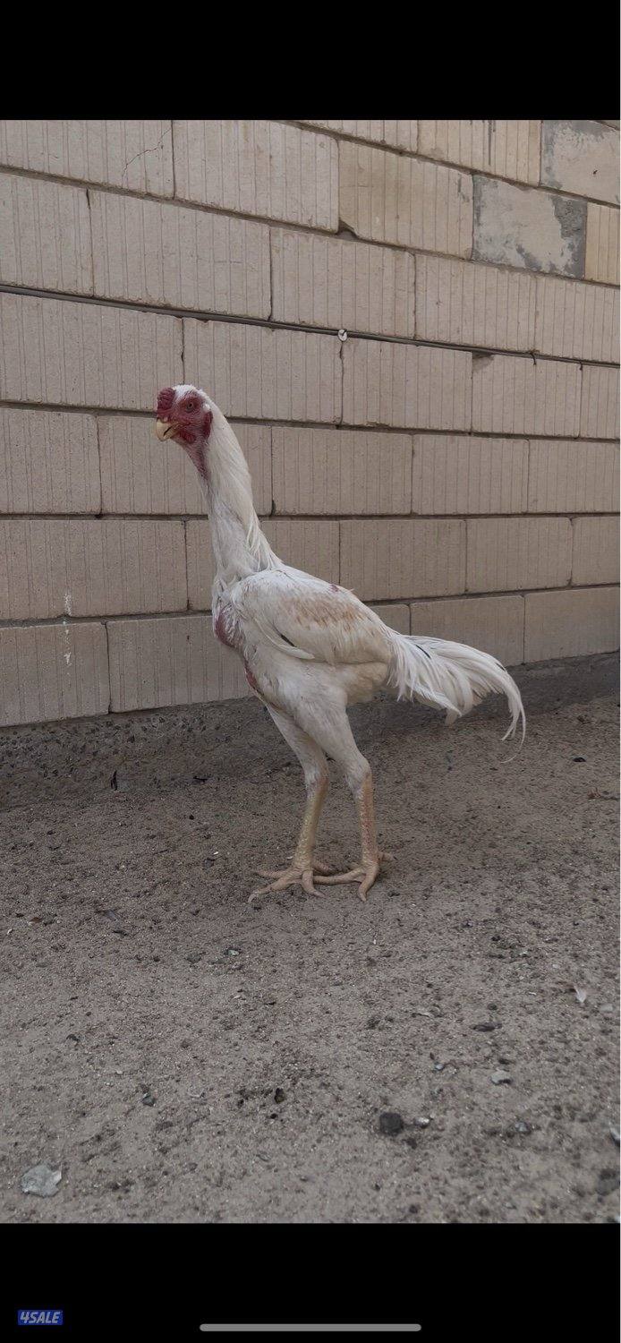 للبيع ديج هندي مستوى صعب ماشاءالله رفيع العمر 8 اشهر صحه ممتازه4