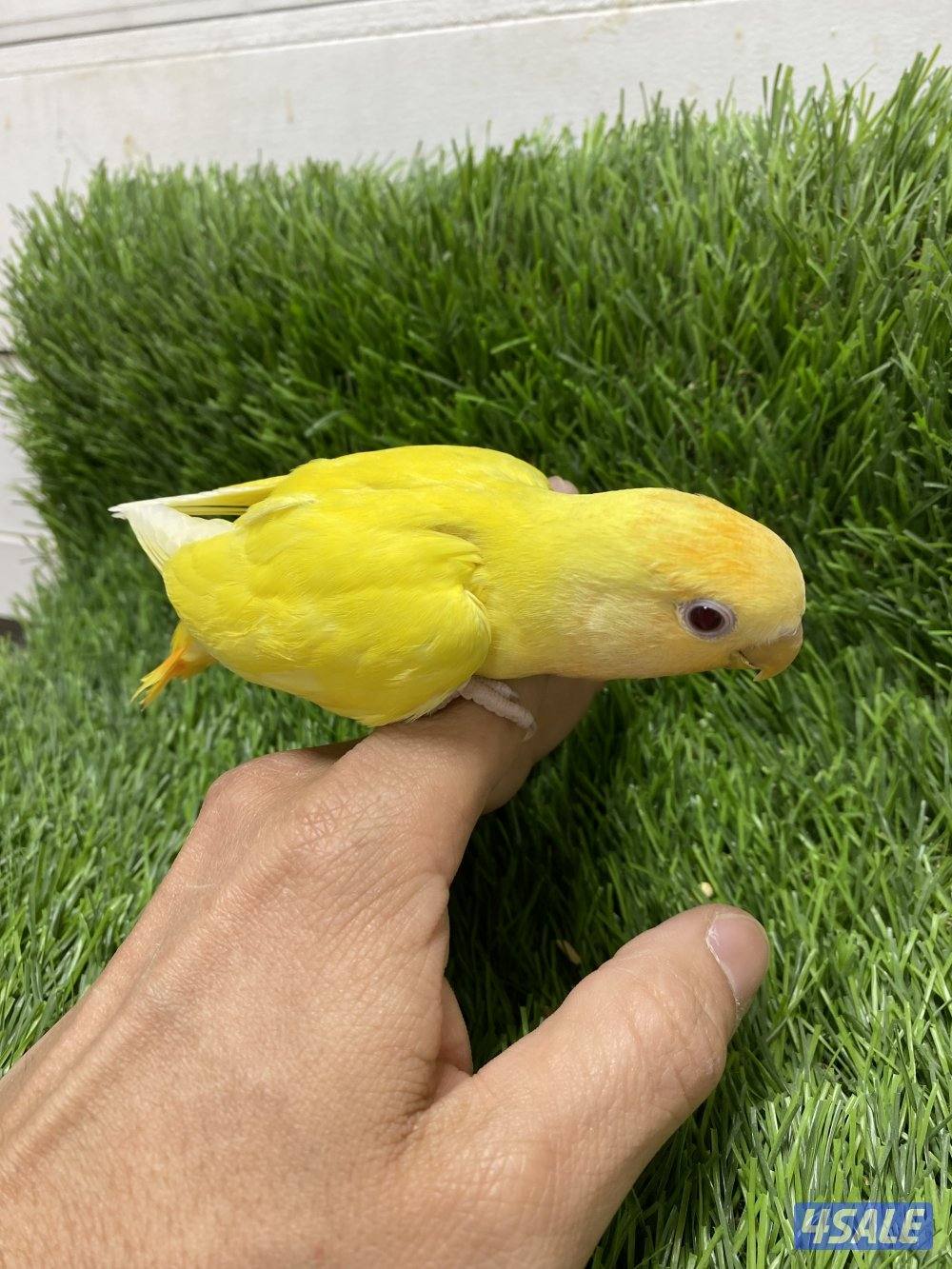 فروخ لوف بيرد انتاج الكويت1