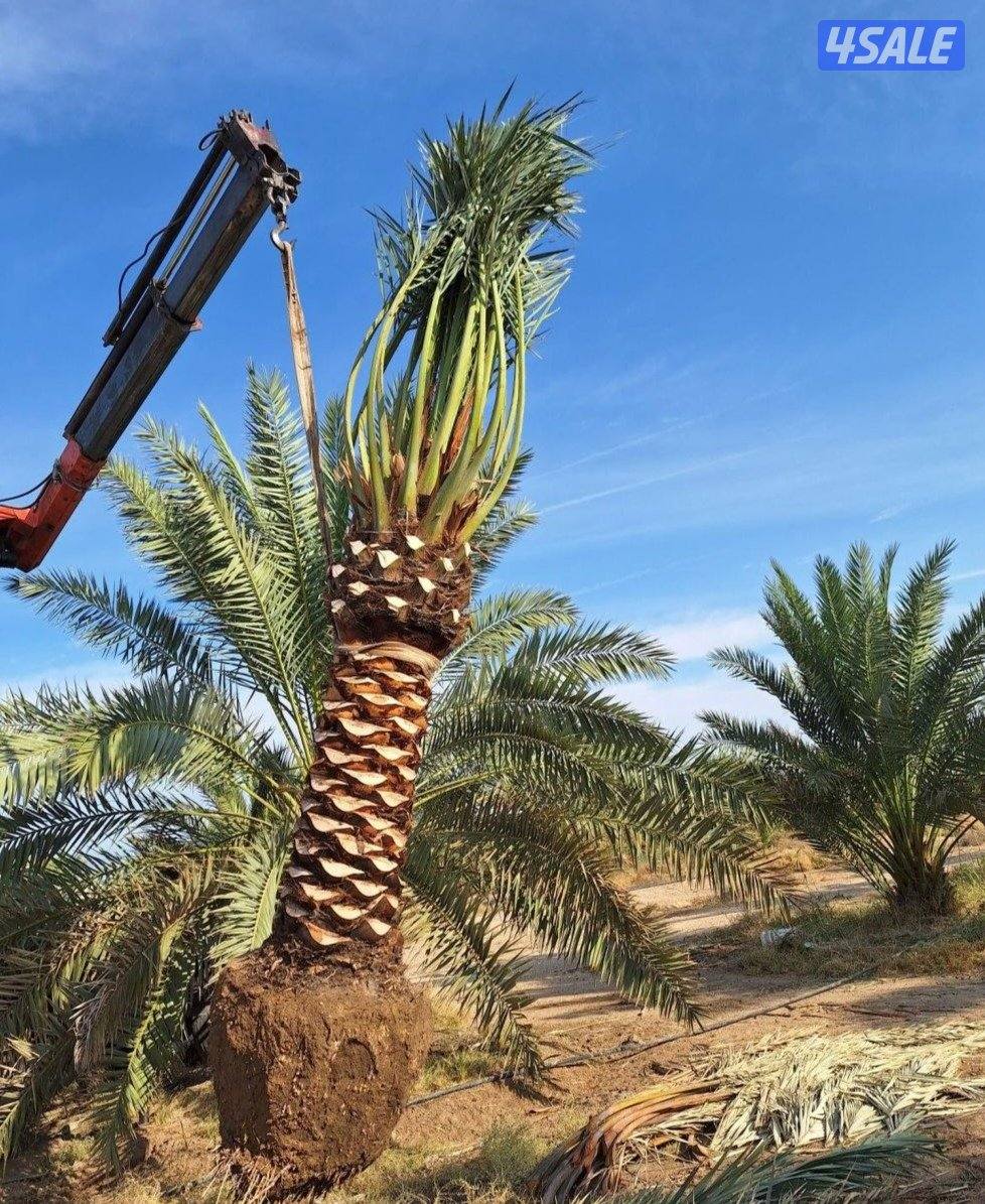 تنسيق حدائق زراع التيل الطبيعي وتركيب التيل الصناعي وقص الشجار الضخمه3