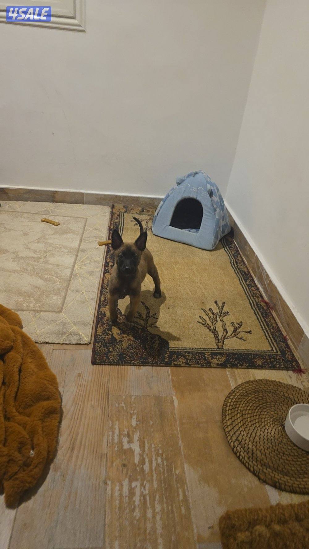 للبيع مالينو0