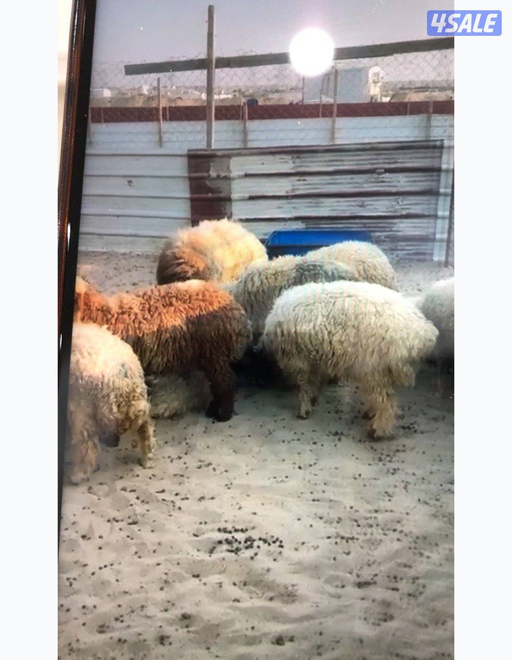 للبيع طليان نعيم كرامه و يوجد طليان شفالي مربوط والسمنه طيبه0