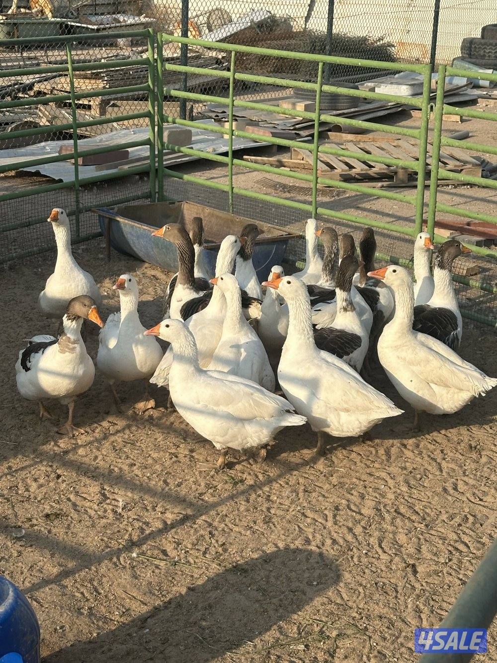 للبيع وز عراقي1