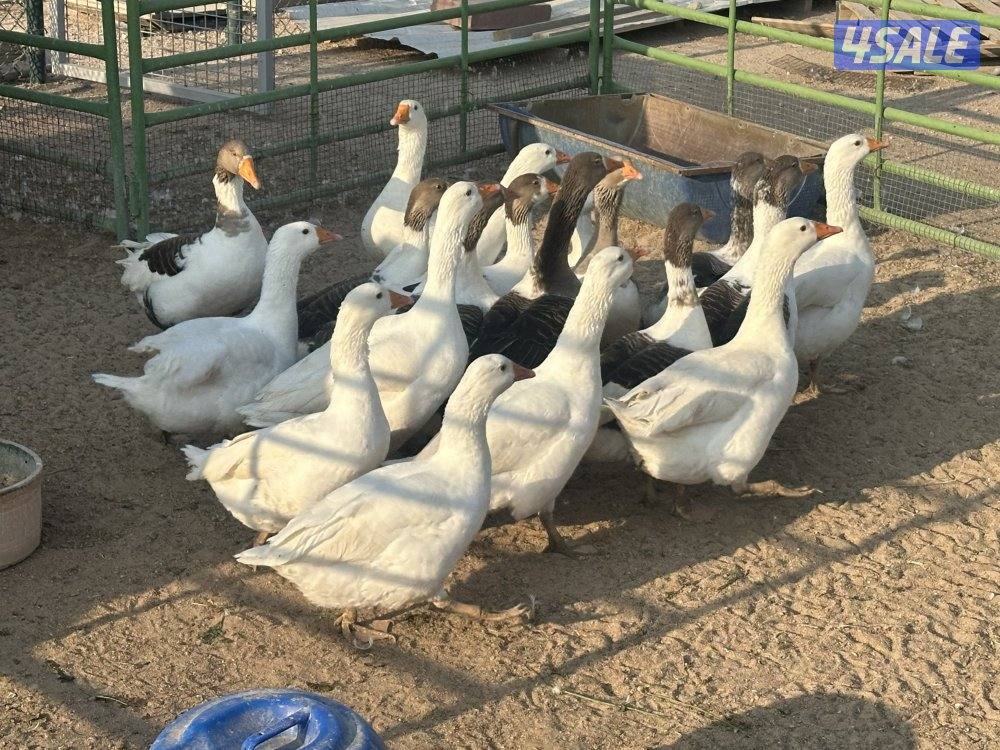 للبيع وز عراقي2