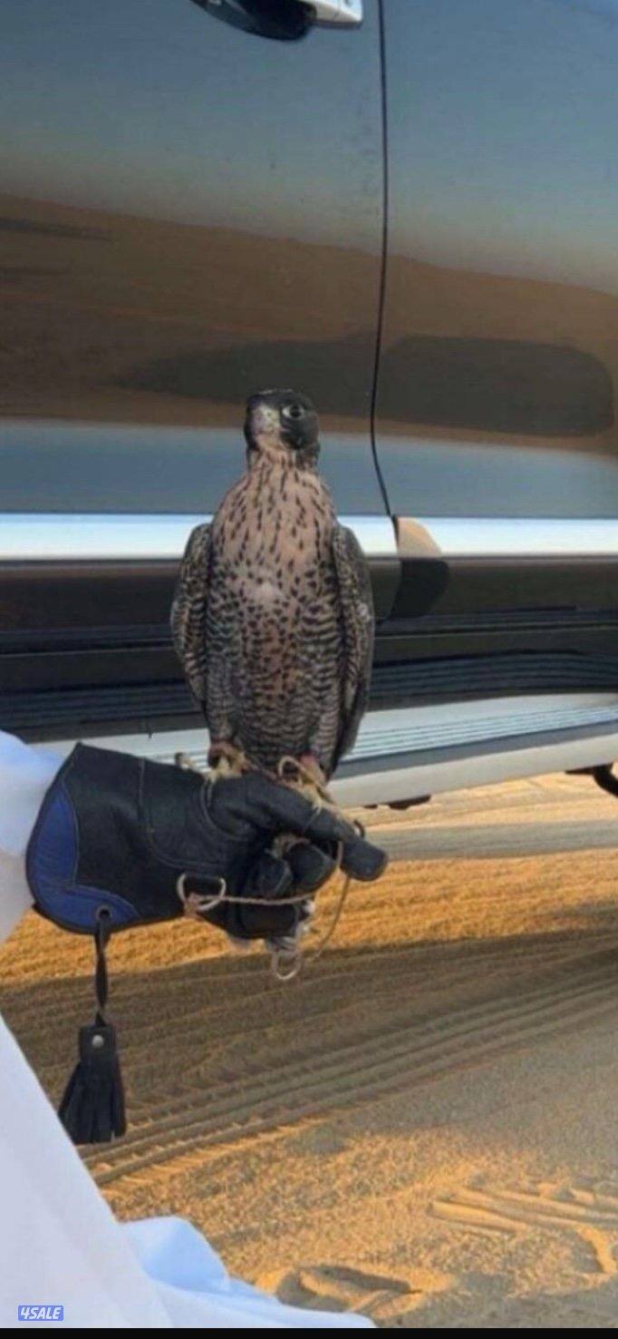 جير تبع قوي قوي0