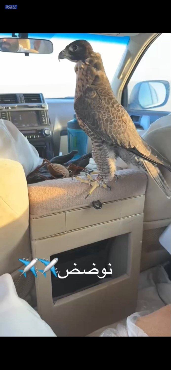 جير تبع قوي قوي1