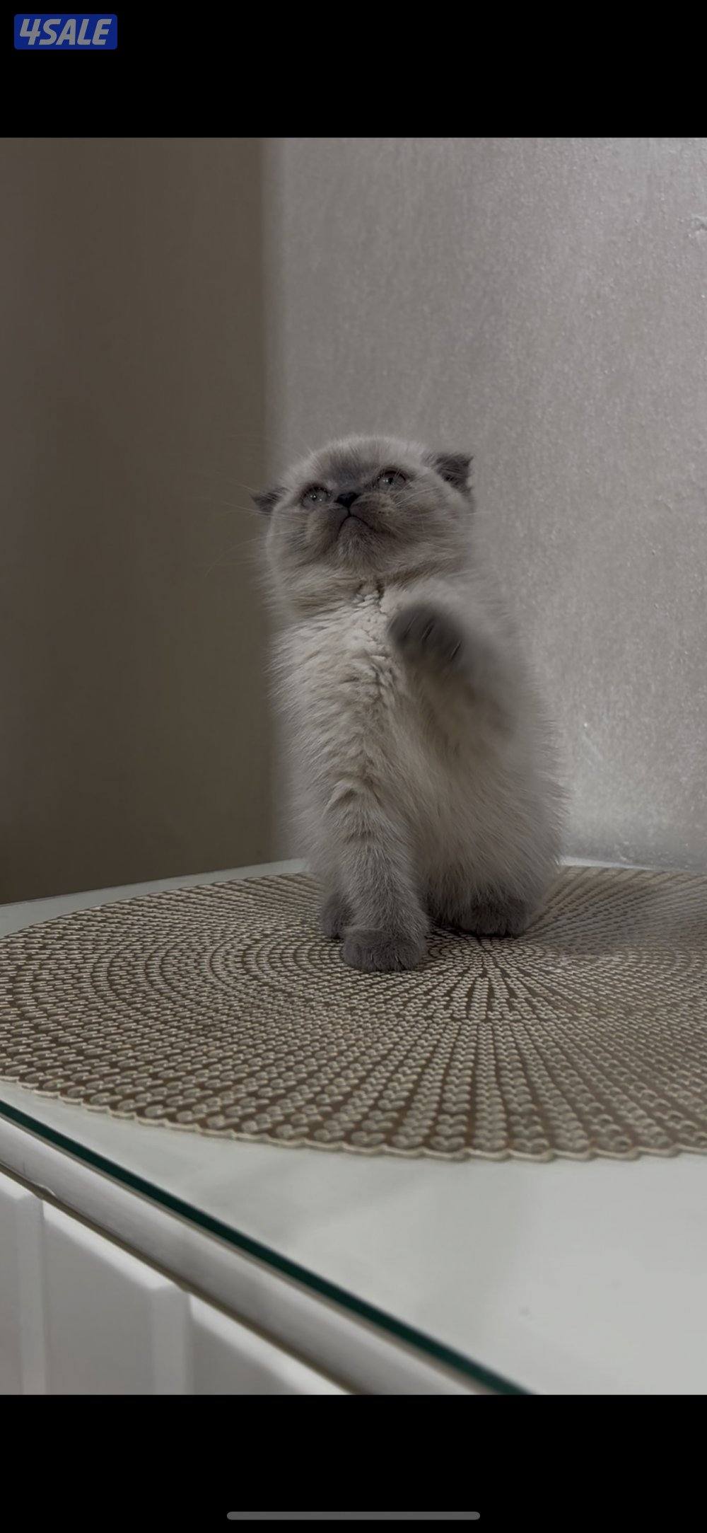 للبيع كيتن طيب1