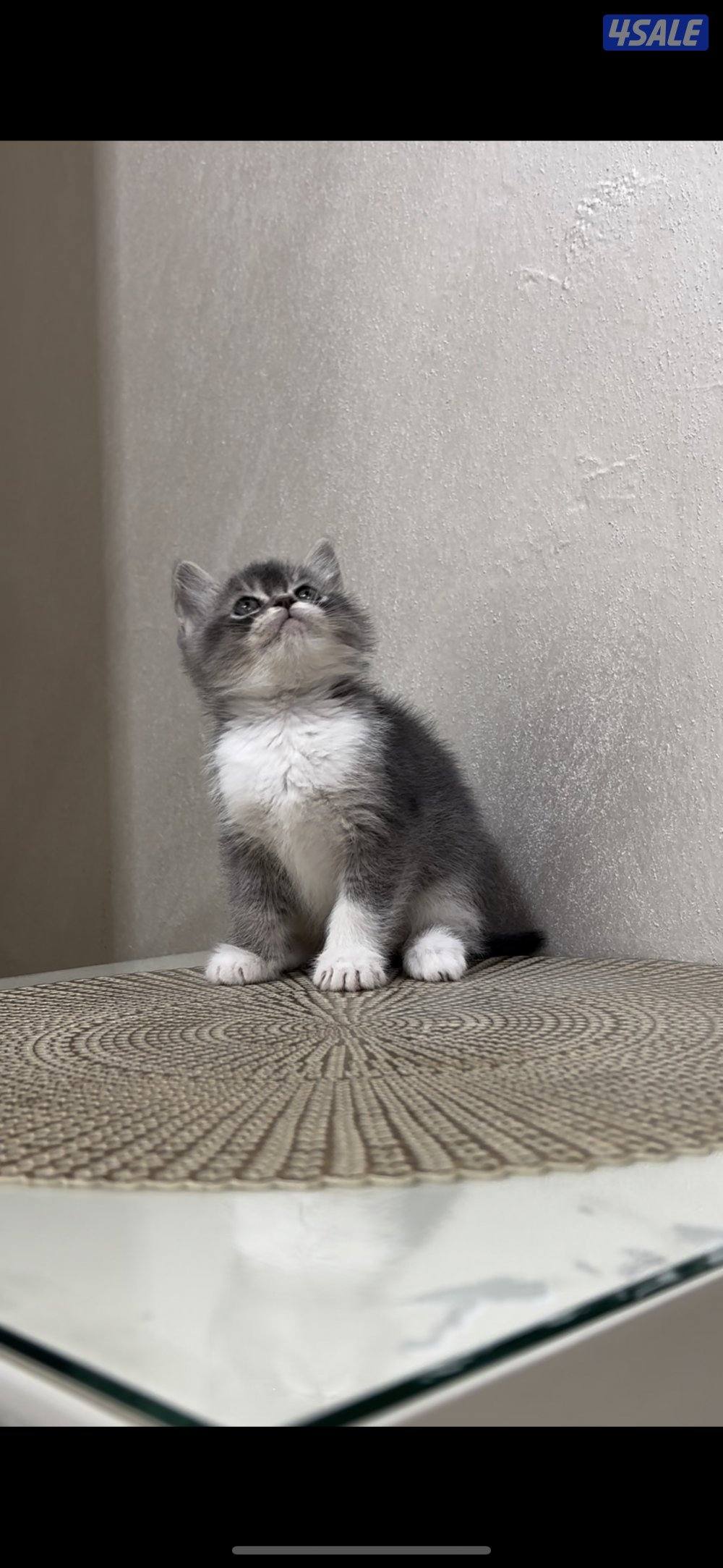 للبيع كيتن طيب2