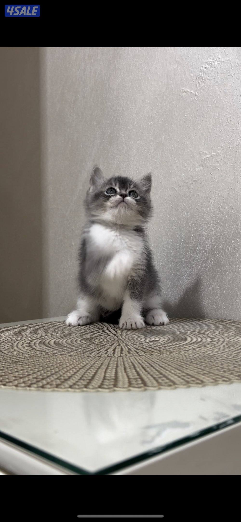 للبيع كيتن طيب3