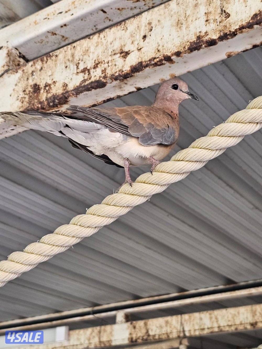 للبيع يمام شوارع0