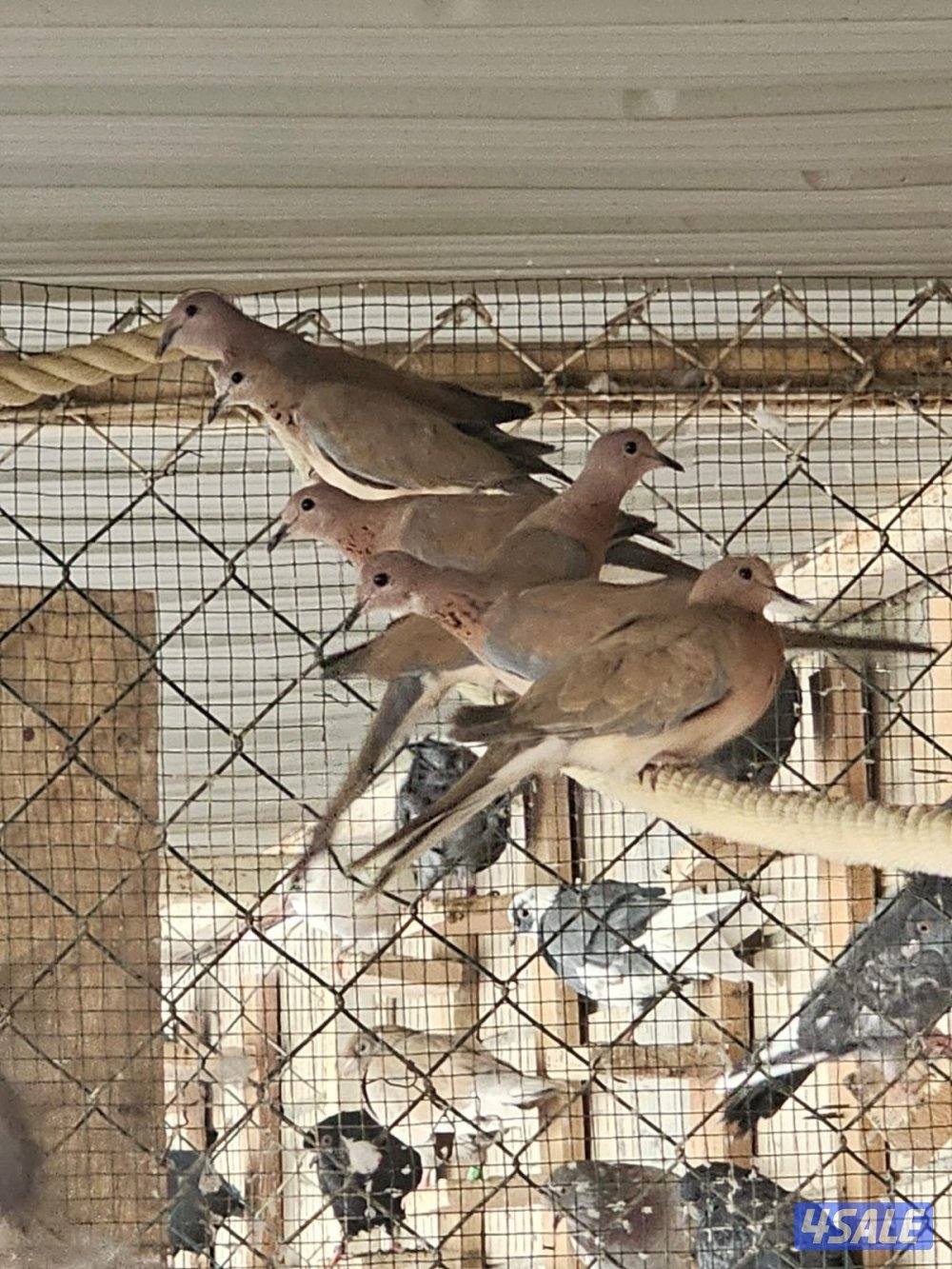 للبيع يمام شوارع1