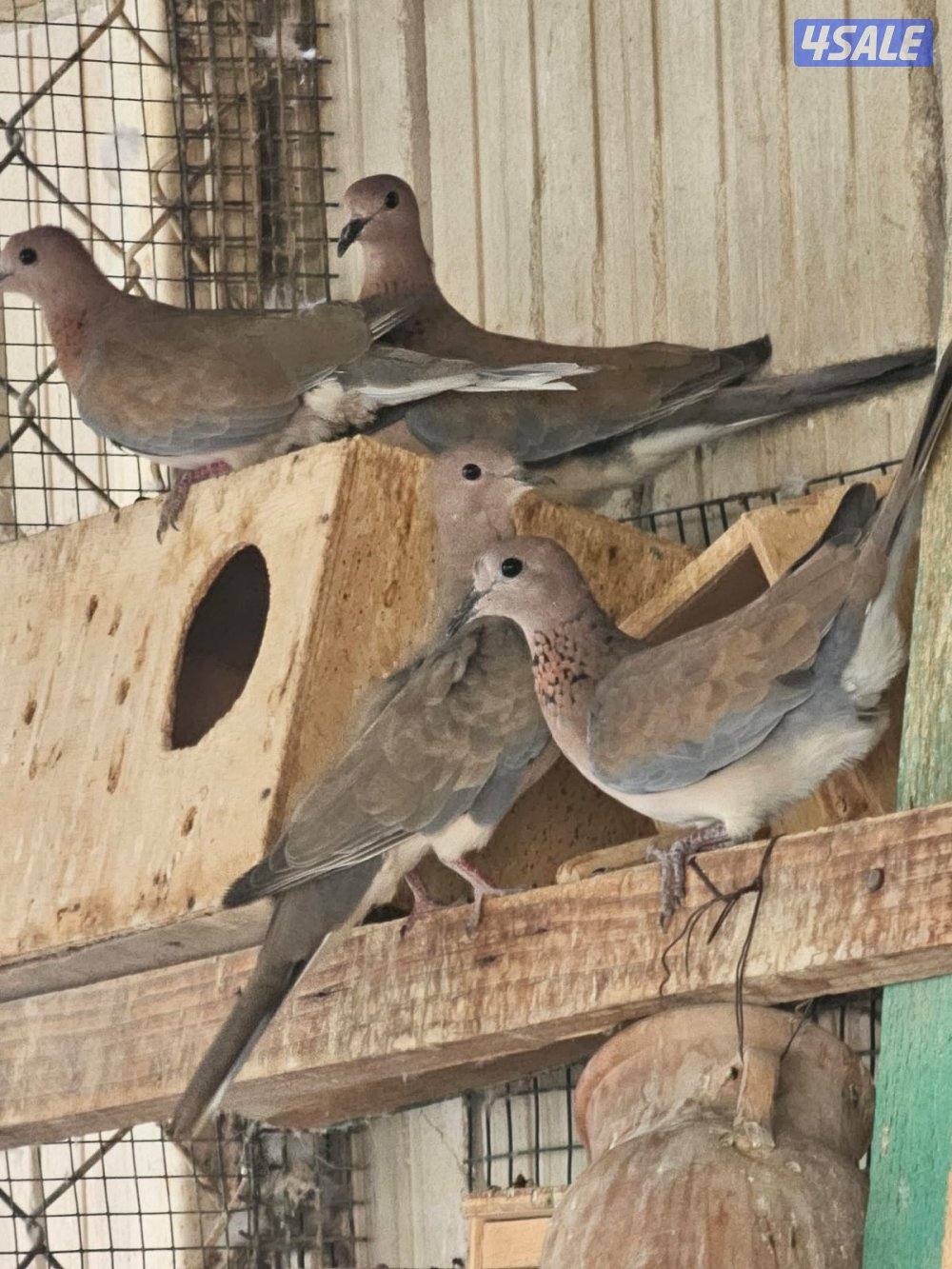 للبيع يمام شوارع2