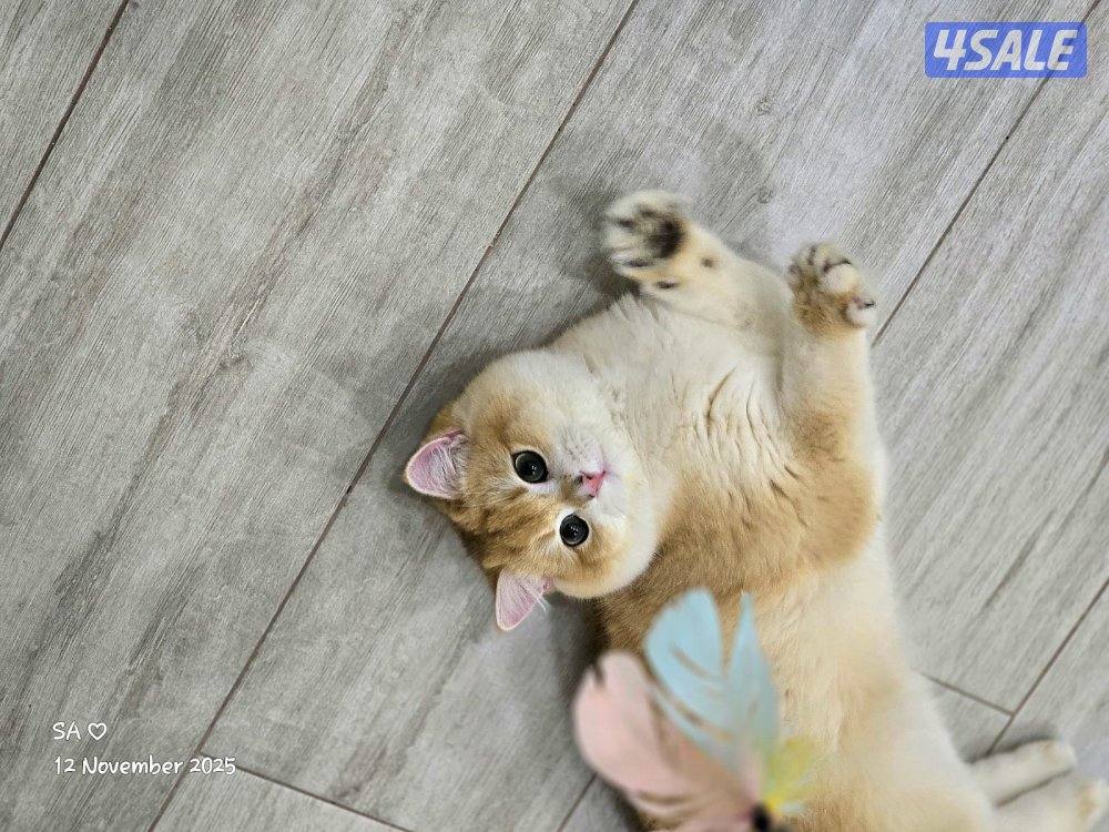 برتيش شورت هير (ذكر)1