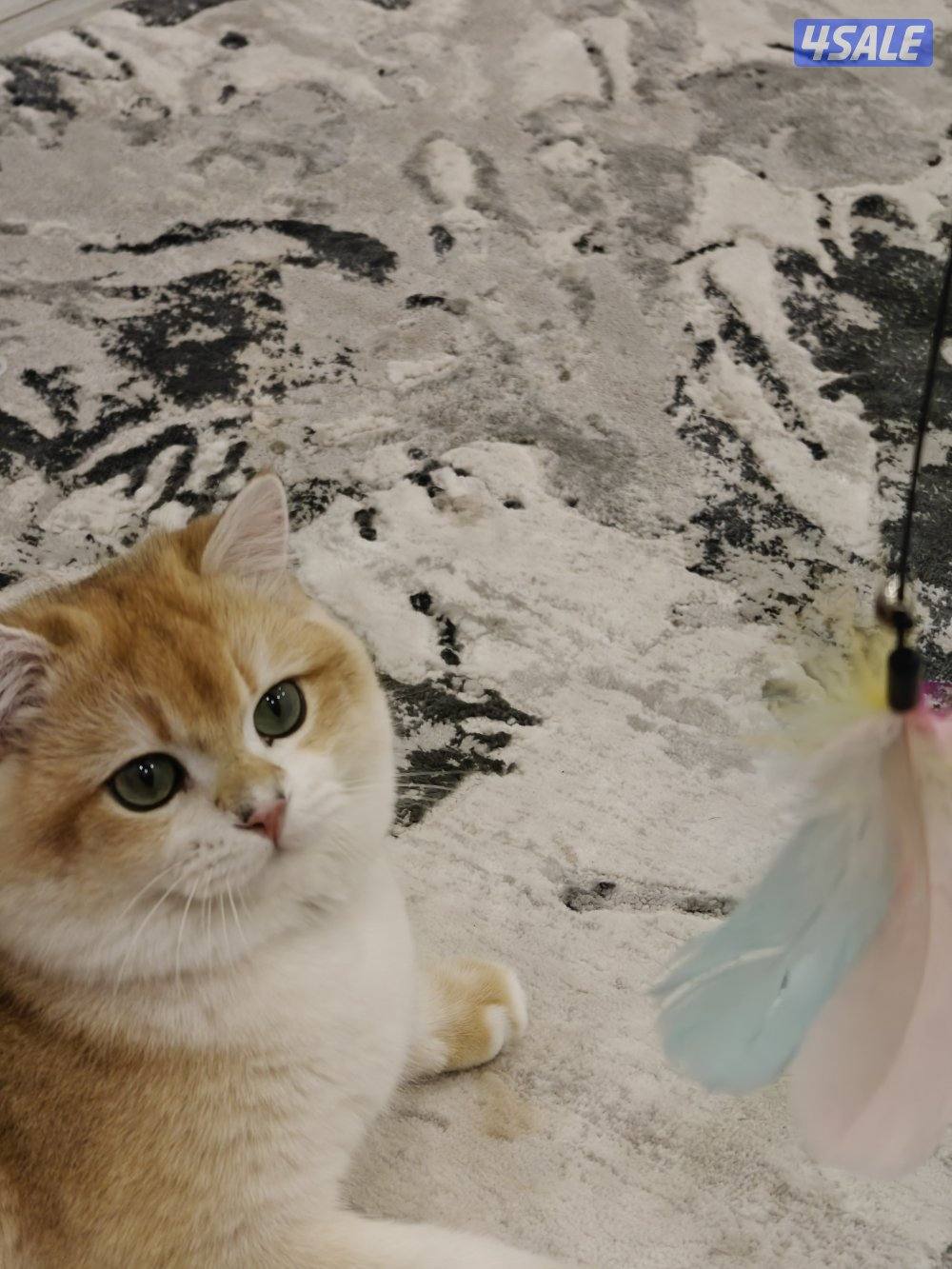 برتيش شورت هير (ذكر)4