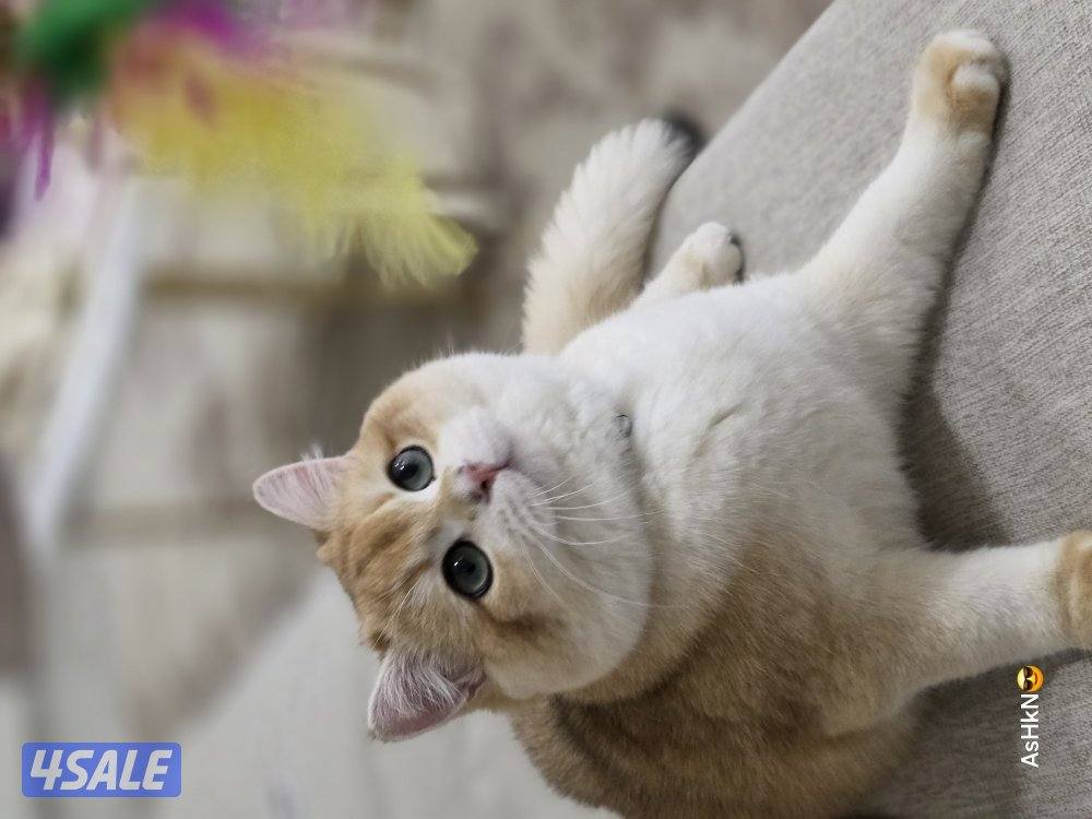 برتيش شورت هير (ذكر)5