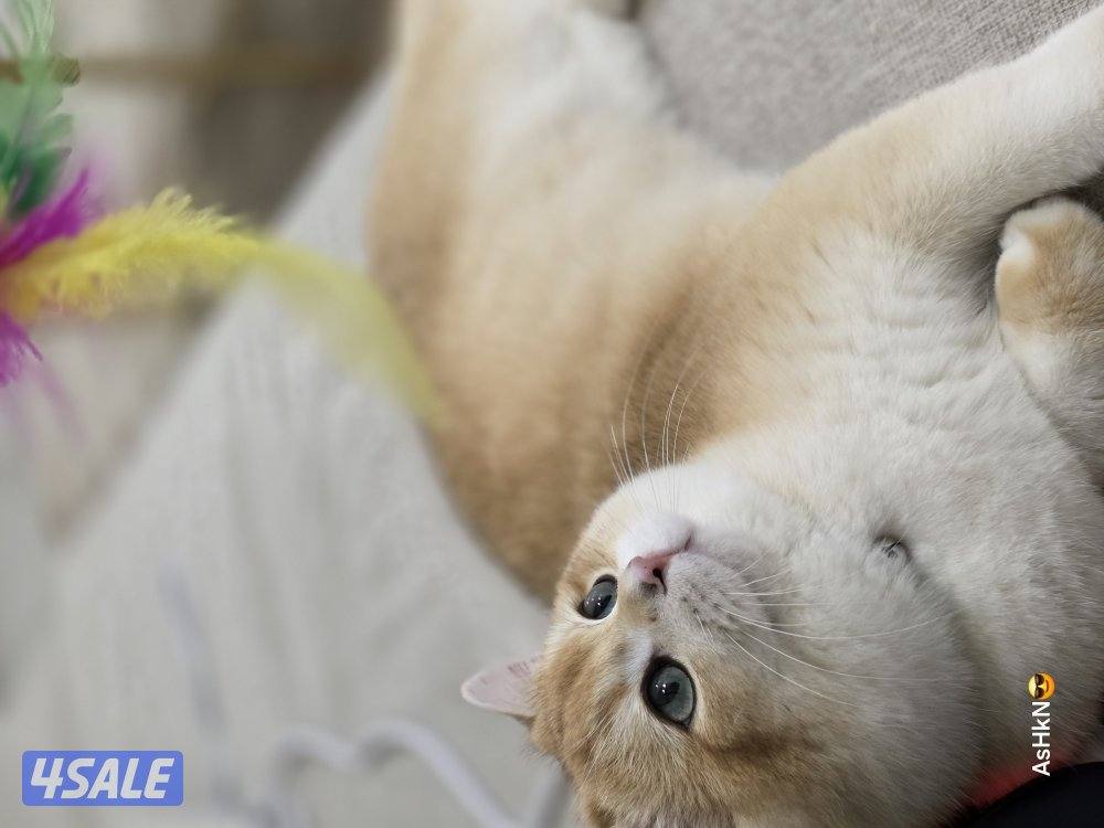 برتيش شورت هير (ذكر)6