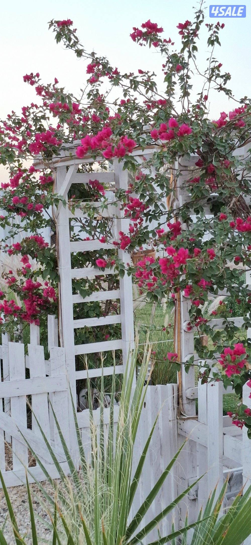 مزرعة A FARM  الوفره   طريق 30014